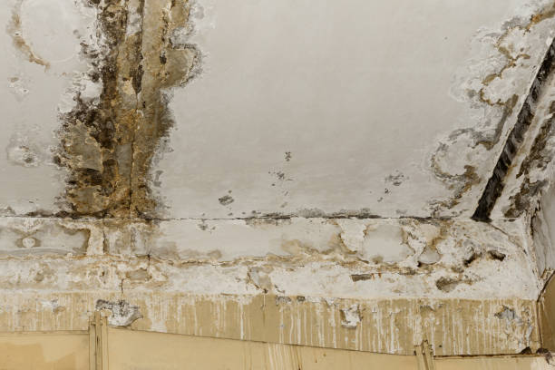 Best Mold Damage Restoration  in Roselle, NJ